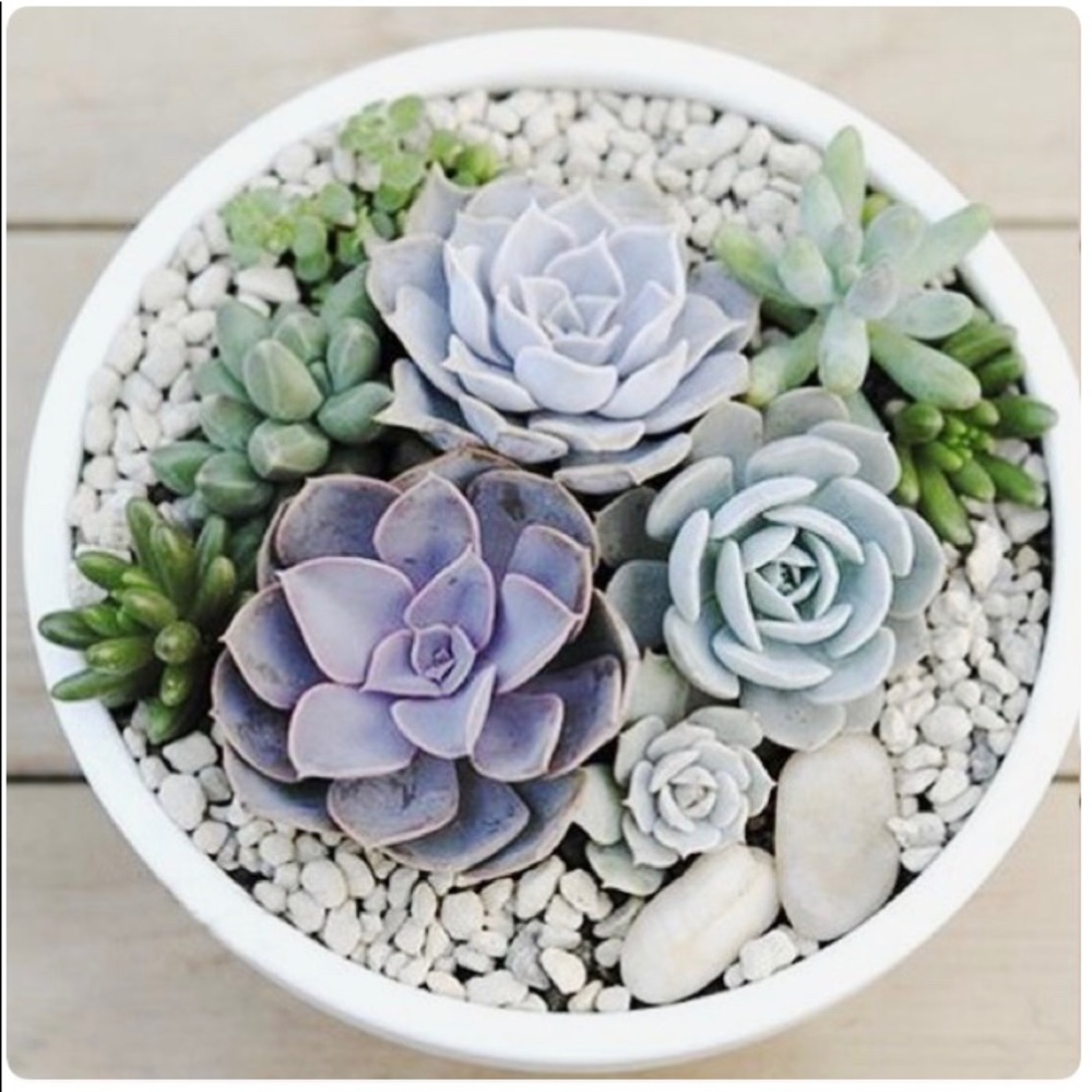 Meet your Posher, Jane!